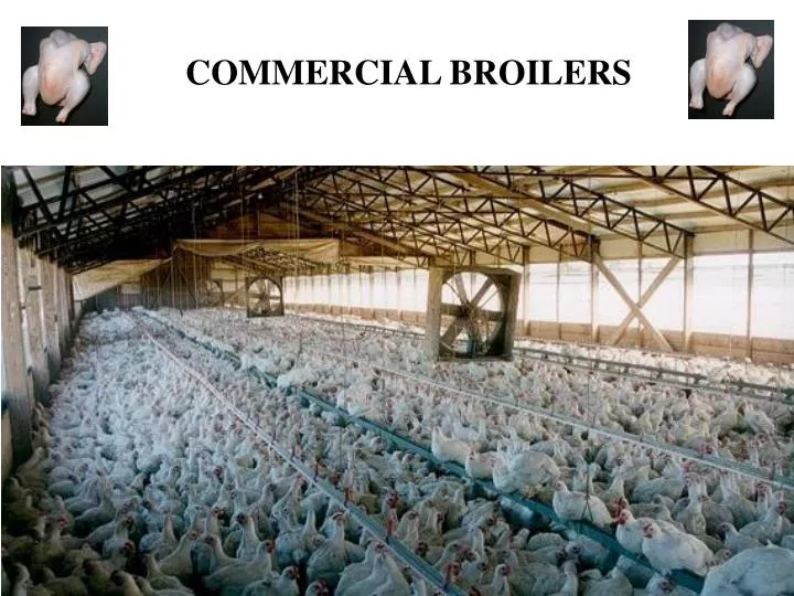 PPT COMMERCIAL BROILERS PowerPoint Presentation, free download ID