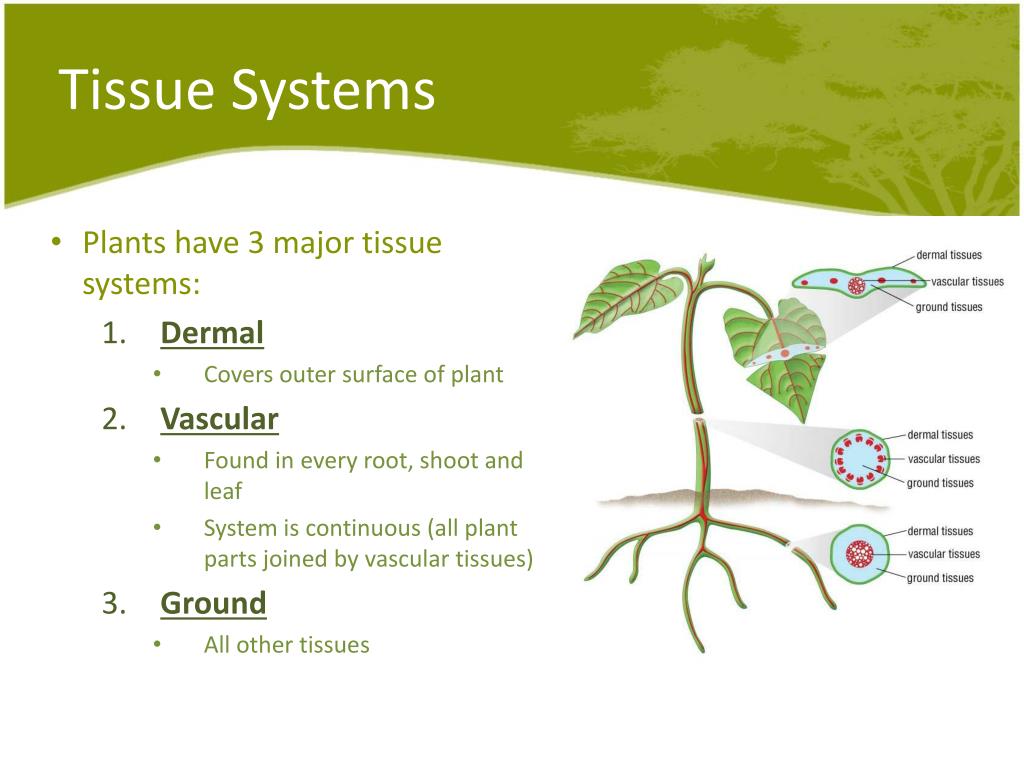 Plant tissues. Covering Tissue Plants. Basic Tissues of Plants. Ploem Tissue.