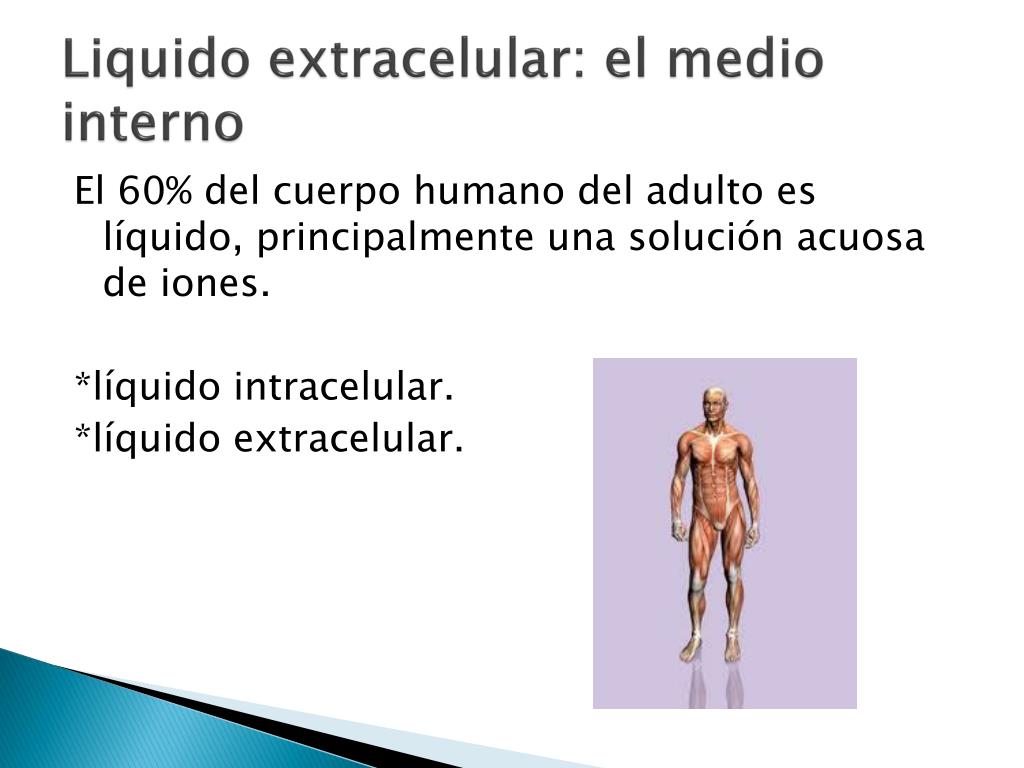 PPT - Liquido extracelular: El medio interno y Homeostasis PowerPoint  Presentation - ID:2293494