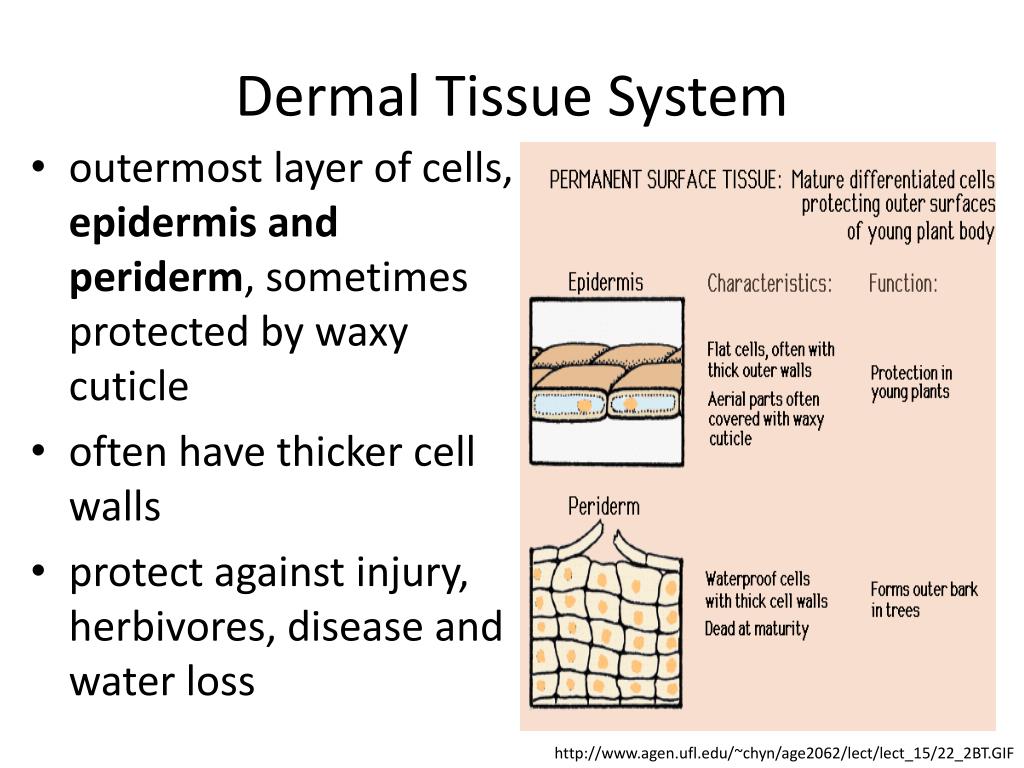 Function of dermal tissue in plants Idea