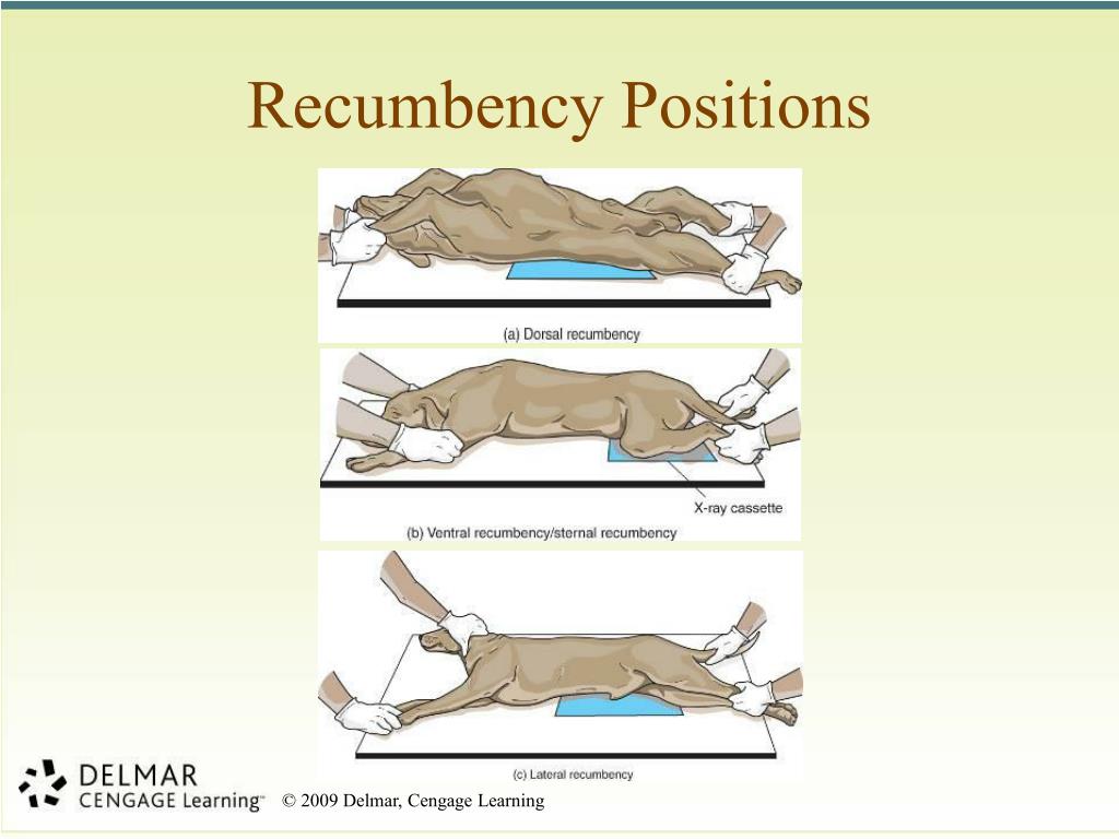 dog dorsal recumbent position