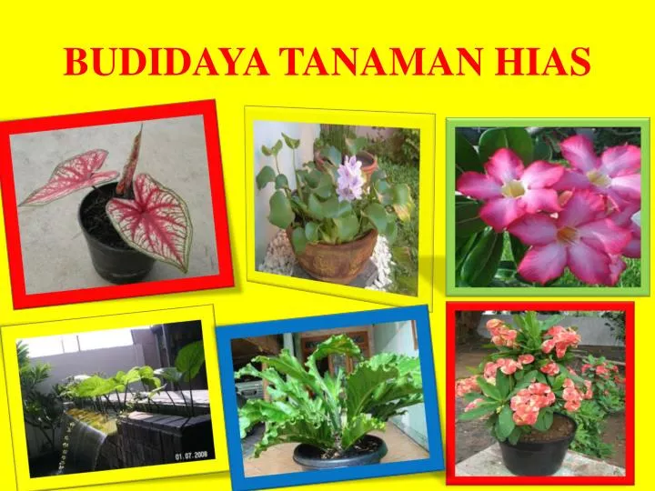 Ppt Budidaya Tanaman Hias Powerpoint Presentation Free Download Id 2299475