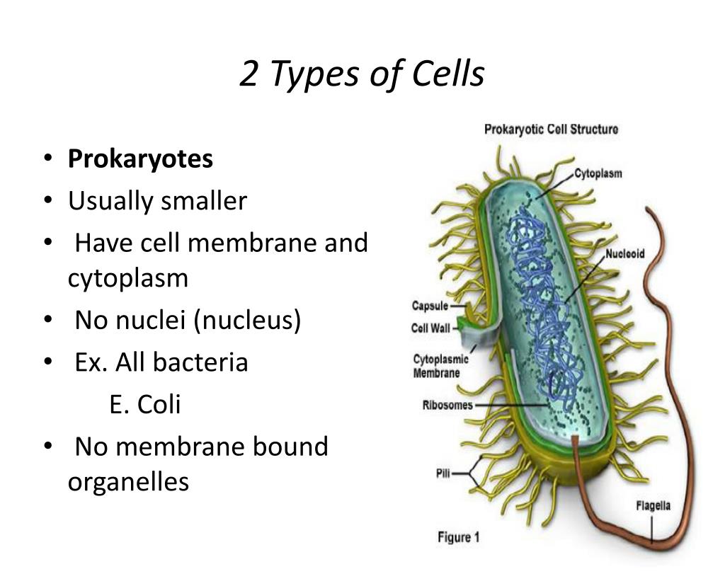 PPT Cells In Living Things Unit Cell Theory’s 3 Parts All living