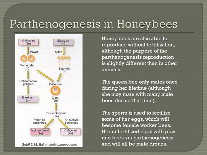 PPT PARTHENOGENESIS  parthenos virgin and genesis 