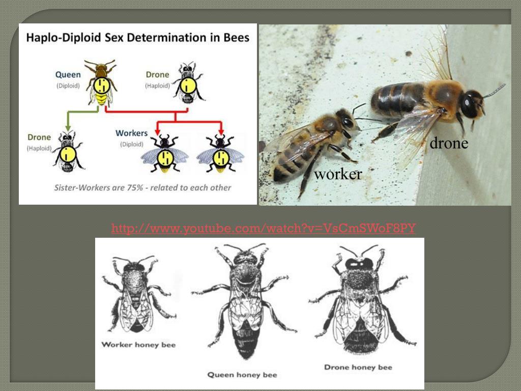 PPT PARTHENOGENESIS  parthenos virgin and genesis 