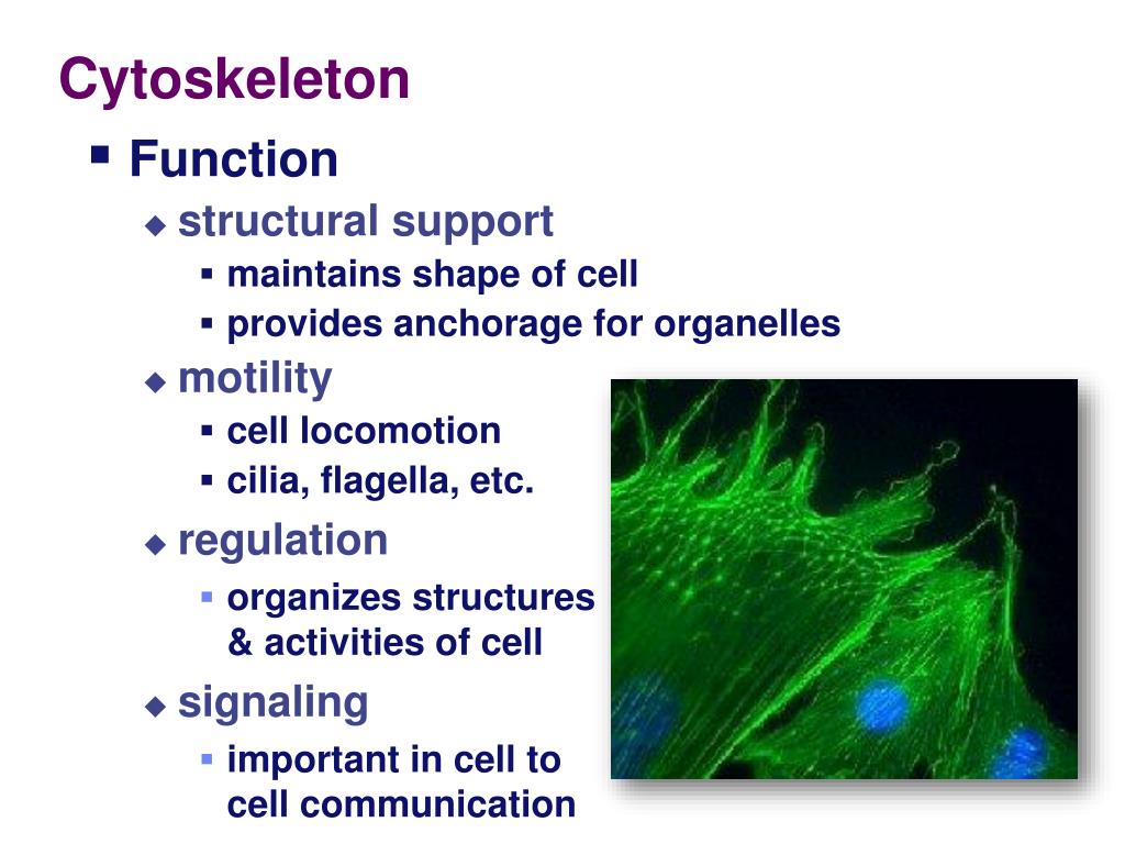 PPT - Chapter 4 The Cell: Cytoskeleton PowerPoint Presentation; free