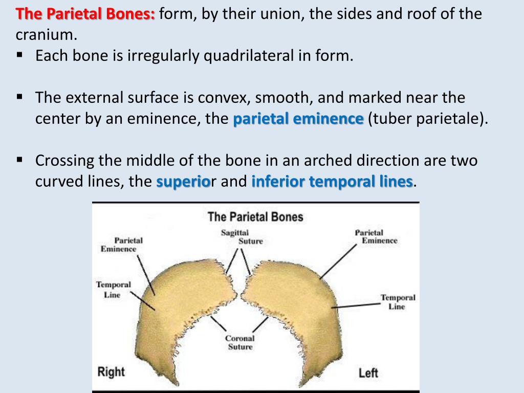 PPT - OSTEOLOGY BONES PowerPoint Presentation, free download - ID:2300393