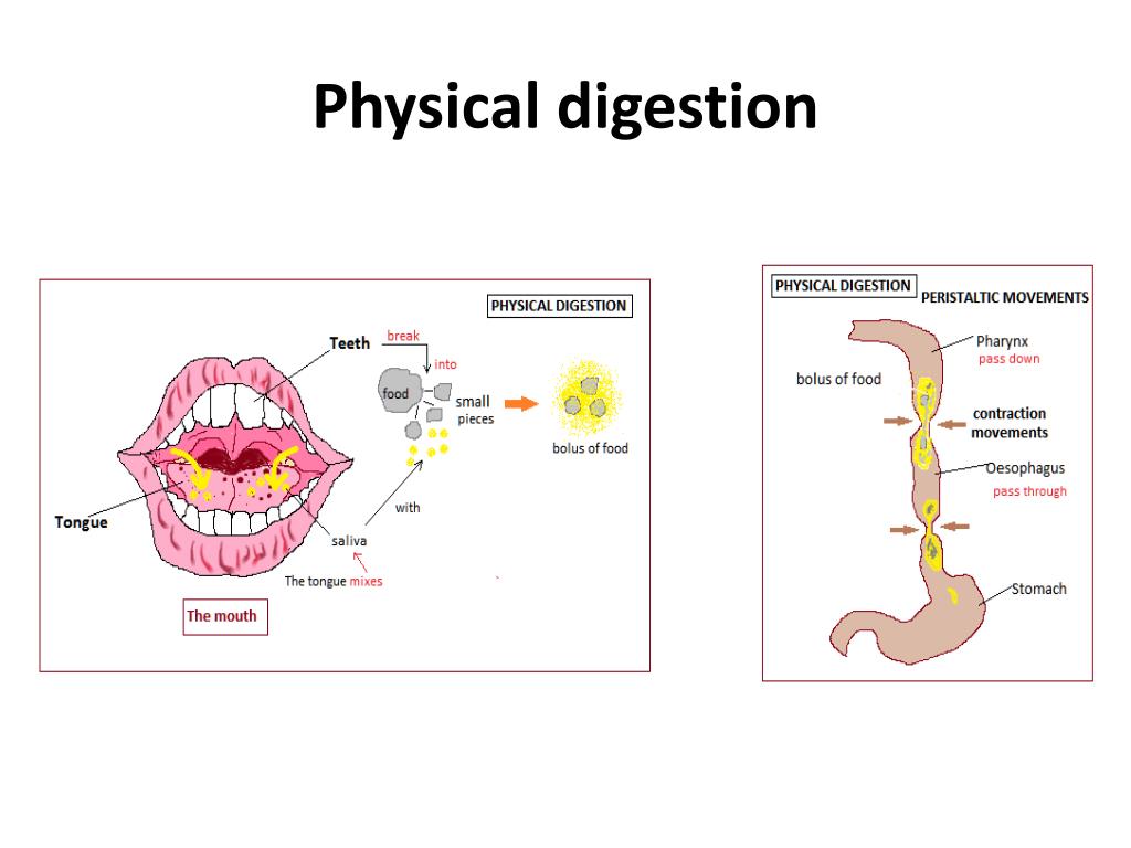 PPT DIGESTION PowerPoint Presentation Free Download ID 2301643 PPT DIGESTION PowerPoint Presentation Free Download ID 2301643