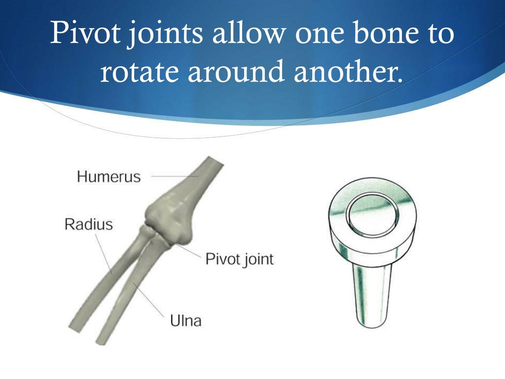 PPT Joints And Movements Of The Body PowerPoint Presentation Free ppt-joints-and-movements-of-the-body-powerpoint-presentation-free
