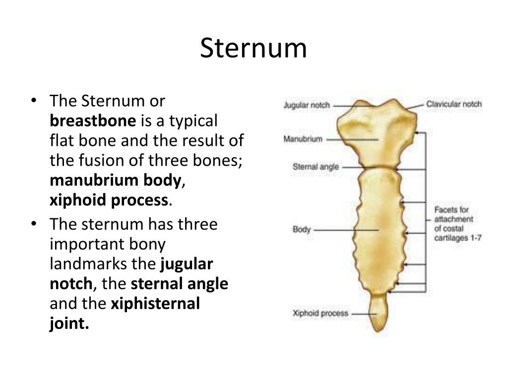 PPT - Axial Skeleton PowerPoint Presentation, free download - ID:2304622