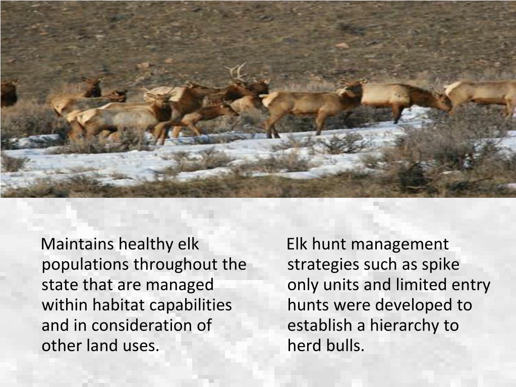 PPT - Management Strategies for Healthy Elk Populations in State ...