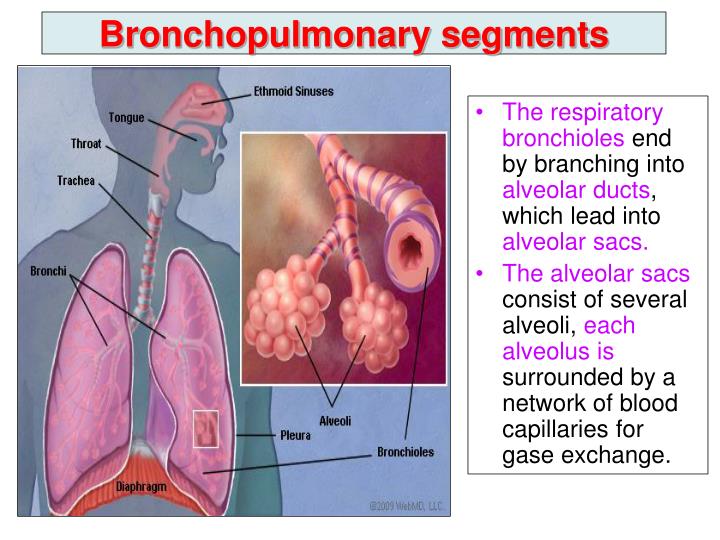PPT - Pleura and Lung PowerPoint Presentation - ID:2308086