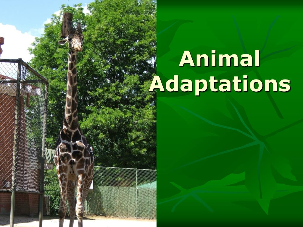 PPT - Animal Adaptations PowerPoint Presentation, free download - ID:2308313