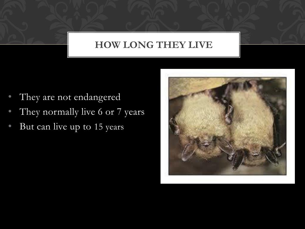 PPT little brown Bats flying nightmares PowerPoint Presentation, free