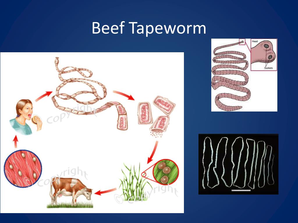 PPT Animal Science 2 Livestock Diseases and Parasites PowerPoint