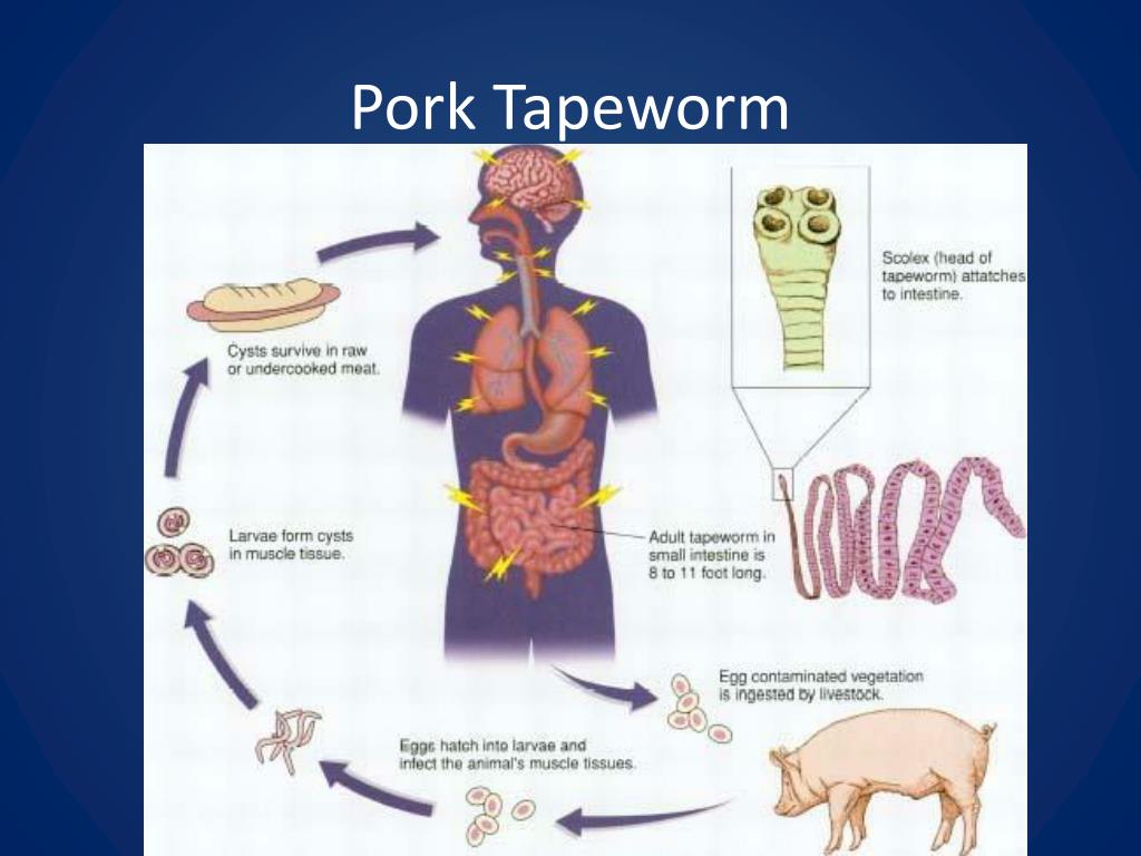 PPT Animal Science 2 Livestock Diseases and Parasites PowerPoint