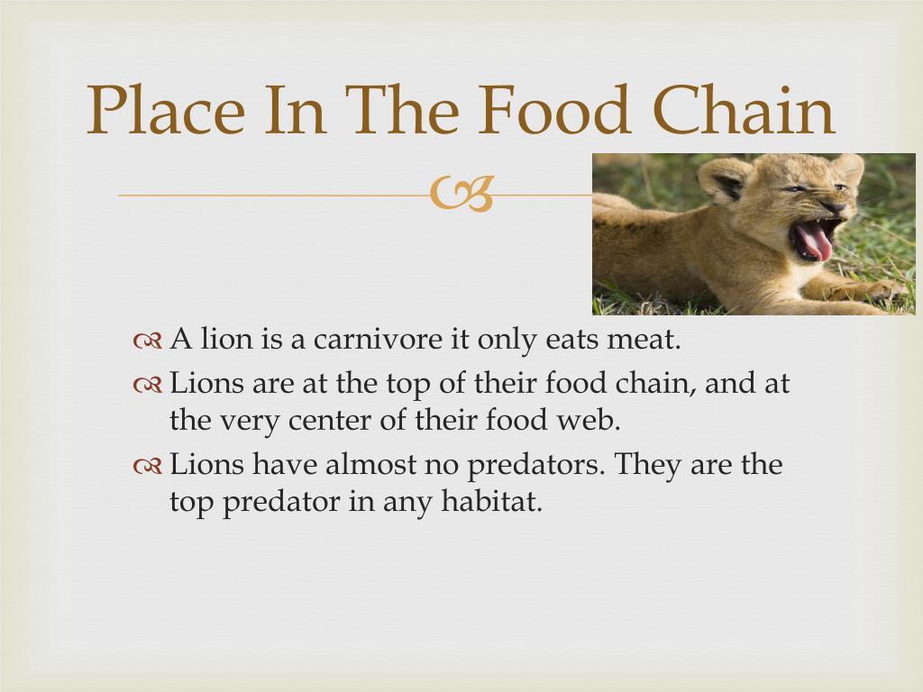 African Lions PowerPoint Presentation free download Biology Diagrams