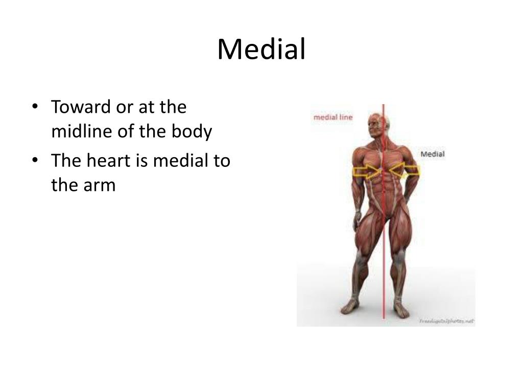 medial excursion example