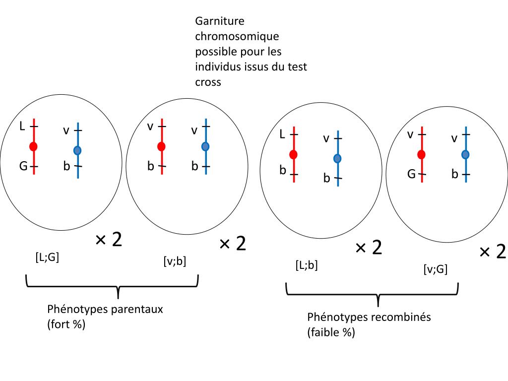 PPT Croisement B brassage intrachromosomique gènes liés avec — free download