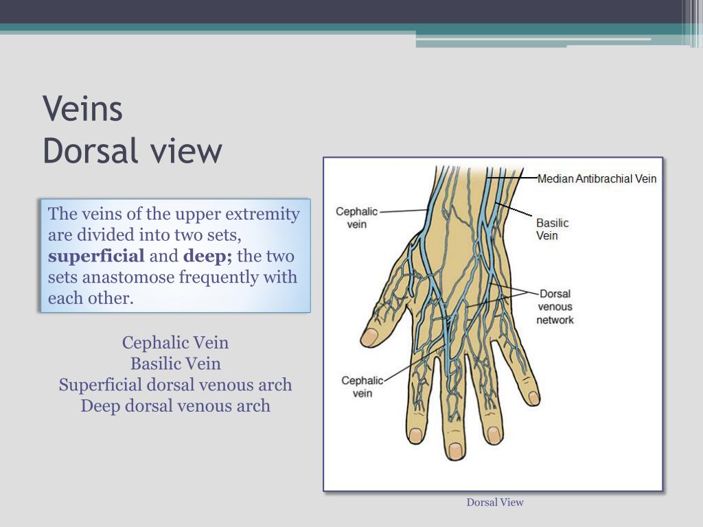 PPT - Hand and Wrist Joint PowerPoint Presentation, free download - ID