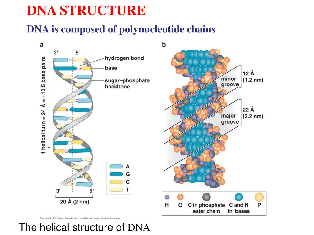 presentation on dna structure