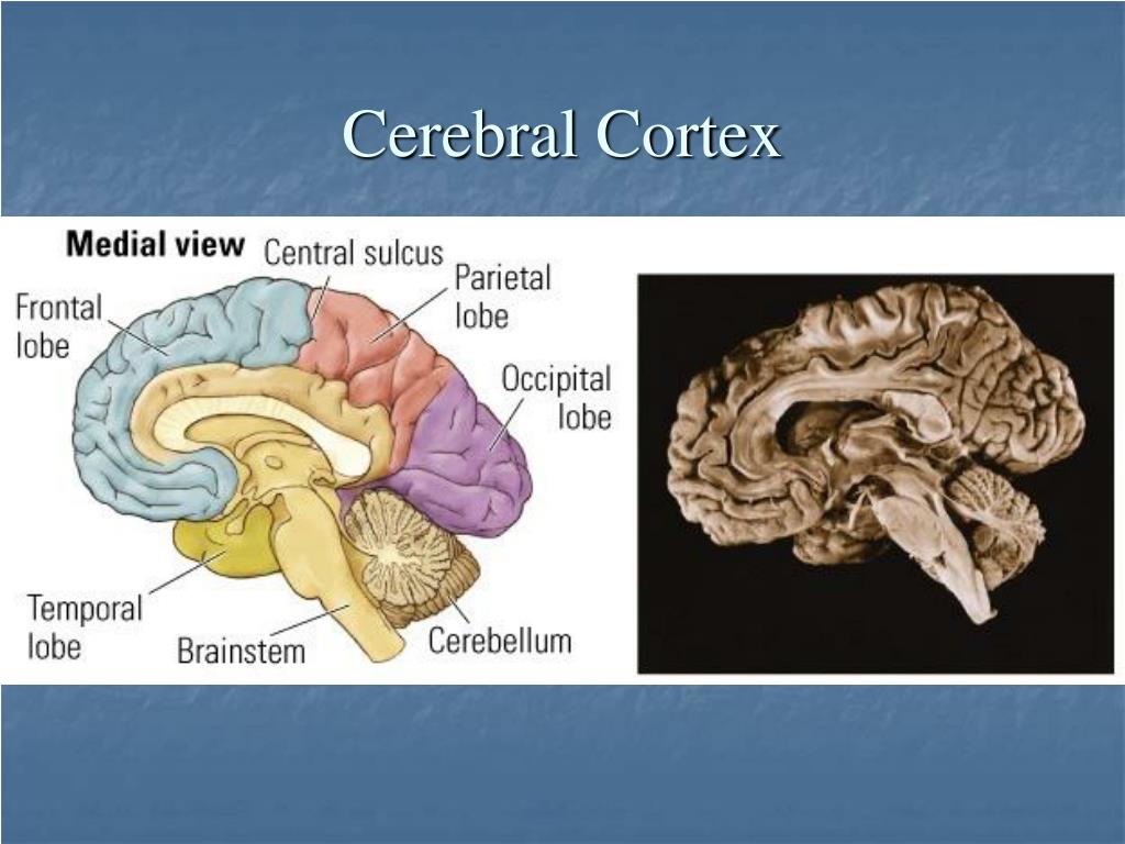 PPT - Lower-Level Brain Structures: PowerPoint Presentation, free ...