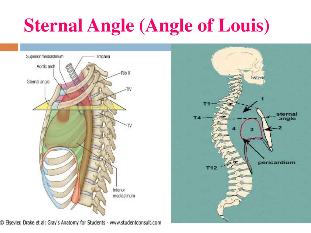 Angle of Louis, Sternal angle