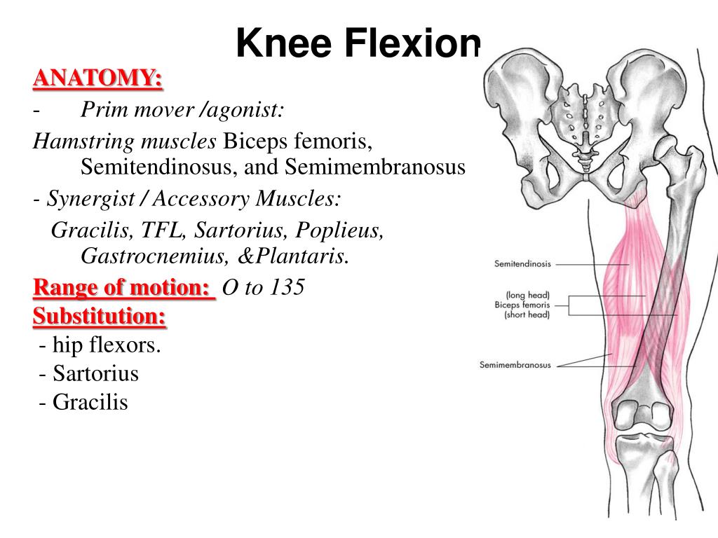 What Muscles Help With Knee Flexion At Bambi Foust Blog What Muscles Help With Knee Flexion At Bambi Foust Blog