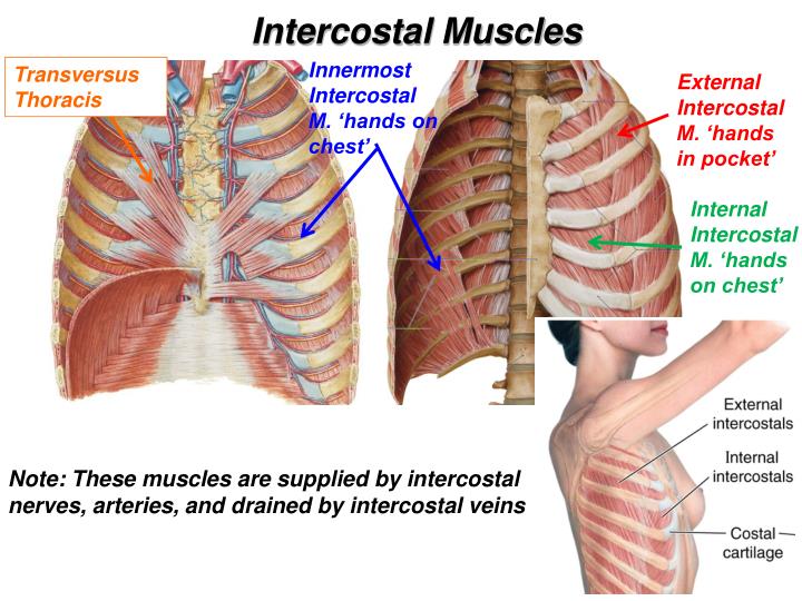 PPT - Lab 6: Thorax and Diaphragm PowerPoint Presentation - ID:2313227