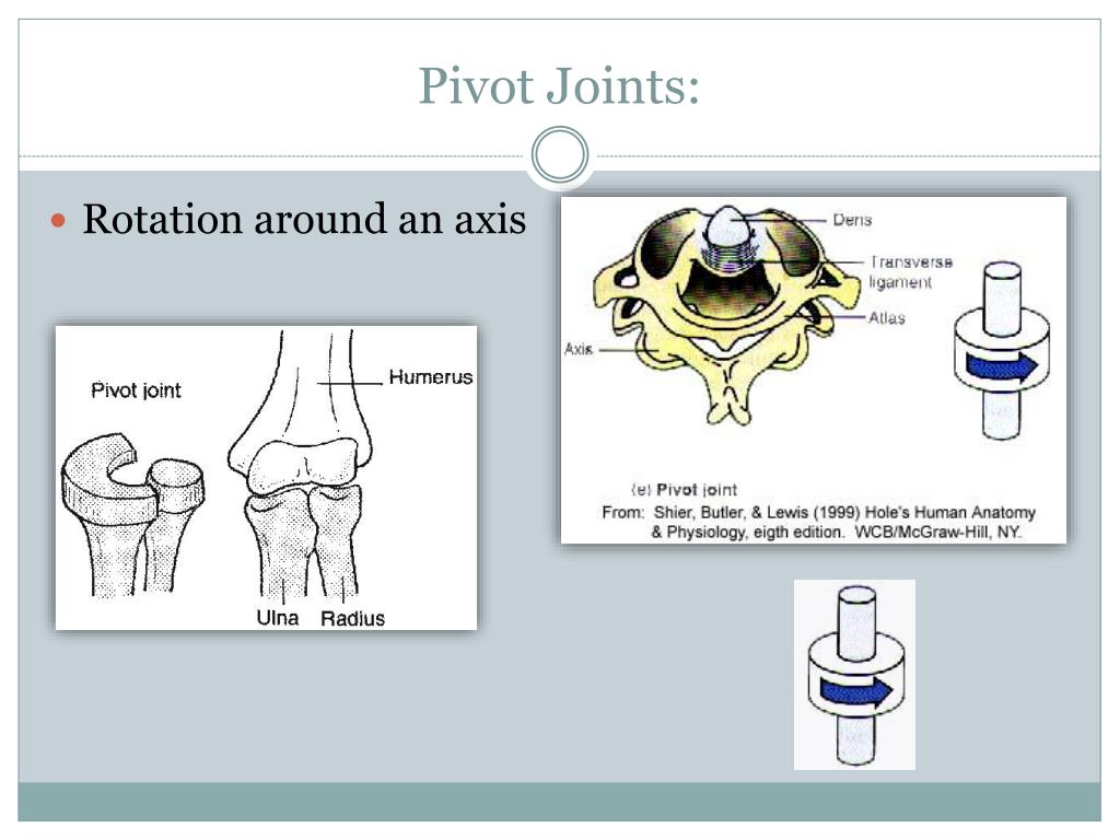 PPT Synovial Joints PowerPoint Presentation, free download ID2314618