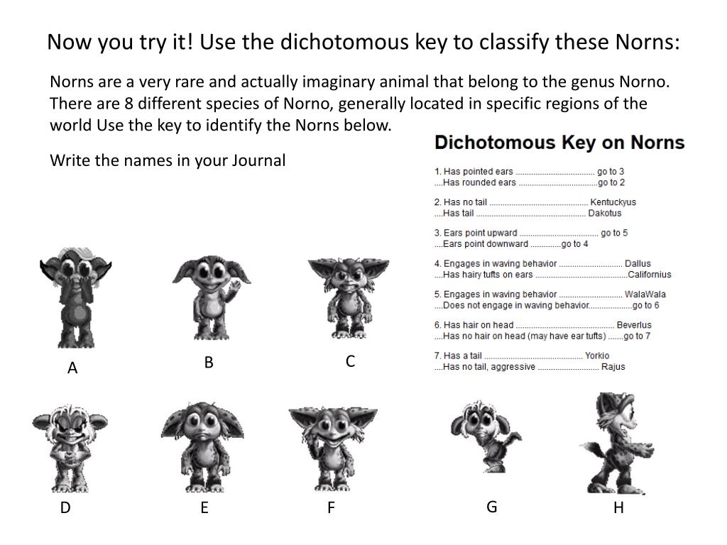 PPT - Dichotomous Keys PowerPoint Presentation, free download - ID For Dichotomous Key Worksheet Middle School
