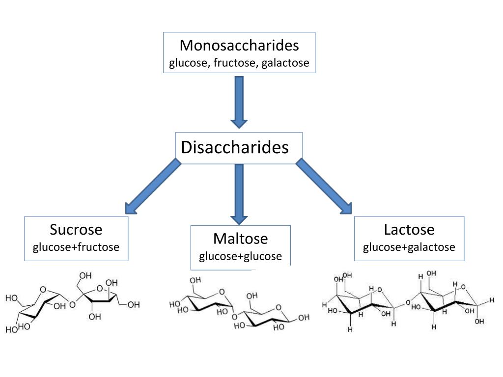 Фруктоза в природе. Геншин sucrose. Monosaccharides. Строение бета галактозидаза. Glucose.