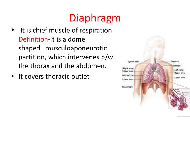 PPT Mediastinum and Diaphragm PowerPoint Presentation ID2316332