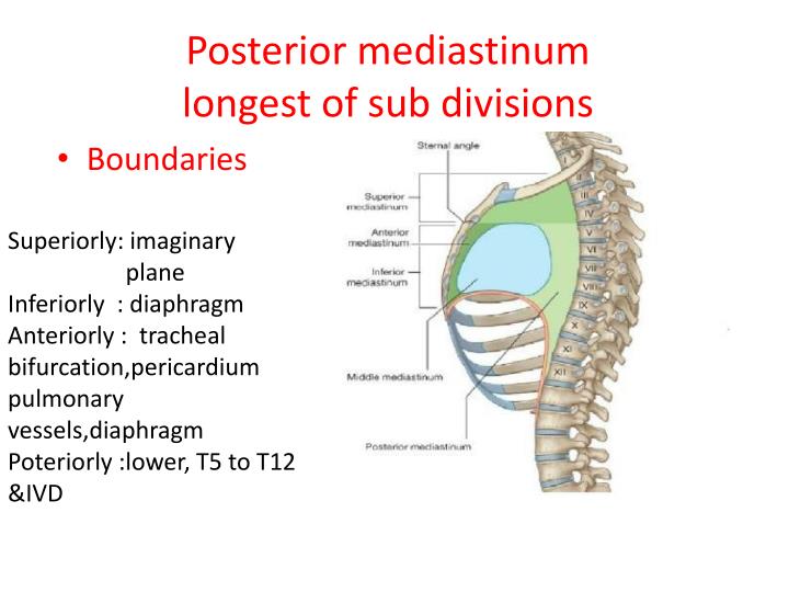 PPT - Mediastinum and Diaphragm PowerPoint Presentation - ID:2316332