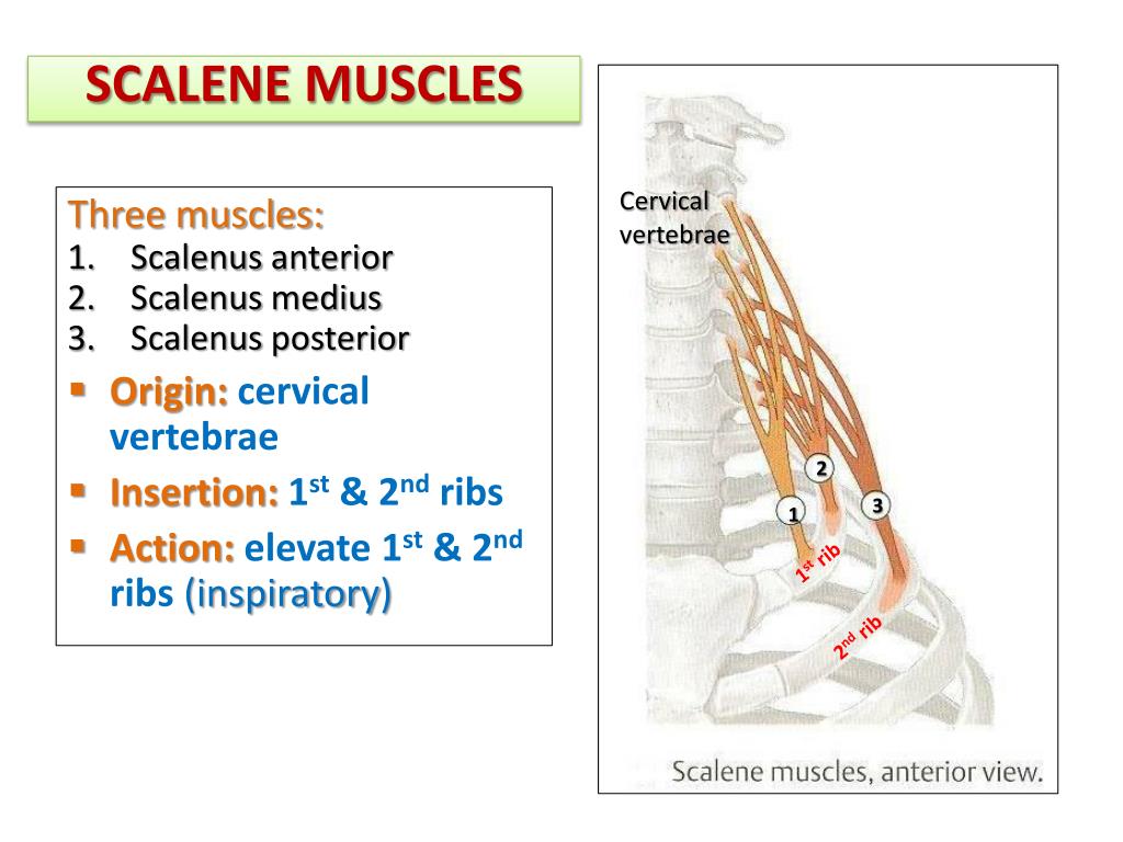 Insert first. Anterior Scalene muscle. Scalenus muscle. Middle Scalene muscle. Anterior Scalene muscle перевод.