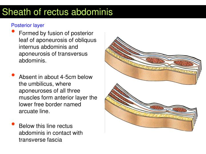 PPT - SUAT CAN ULUKENT MD, PHD GENERAL SURGEON - ANATOMIST PowerPoint ...