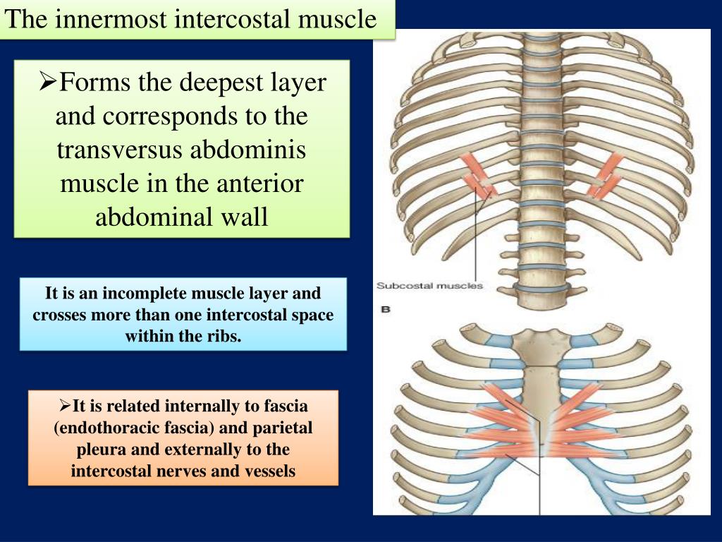 subcostal muscles