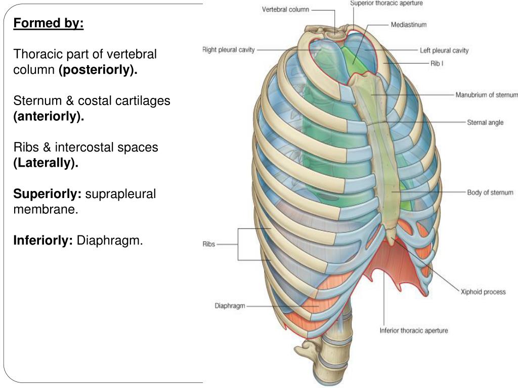 Вырост грудины киль. Cavitas pleurae. Ребро апертуры грудной клетки. Верхняя Апертура грудной клетки анатомия. Верхняя и нижняя Апертура грудной клетки.