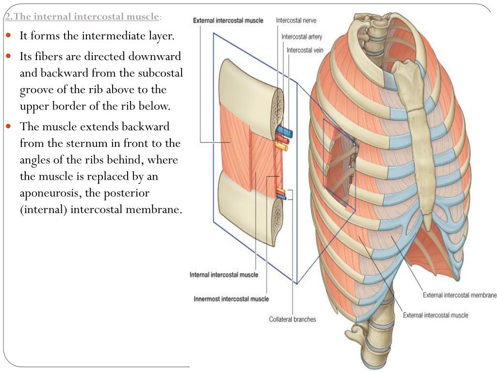 PPT - Structure of the thoracic wall PowerPoint Presentation, free ...