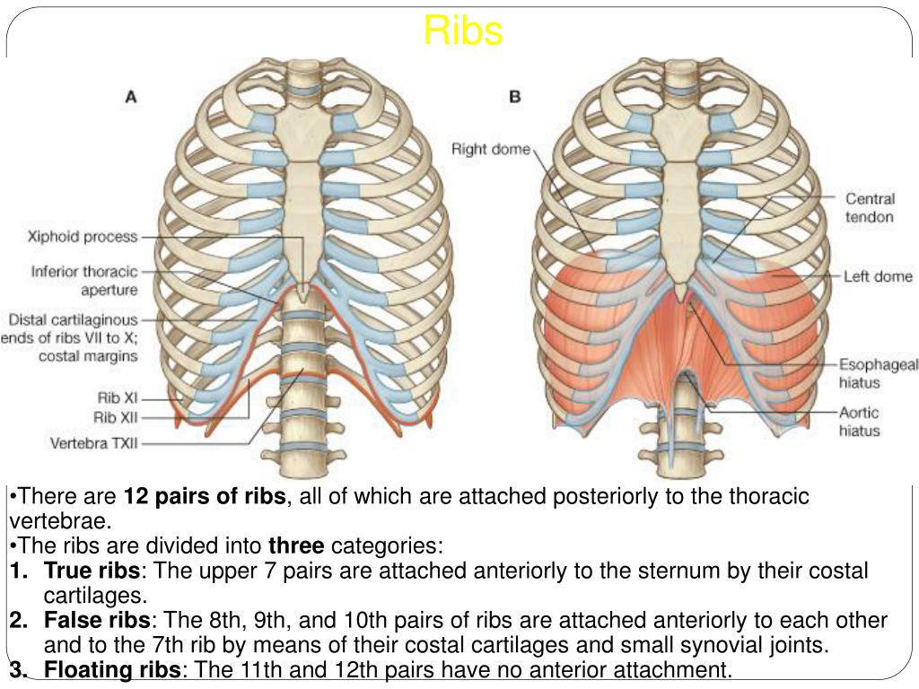 PPT - Structure of the thoracic wall PowerPoint Presentation, free ...