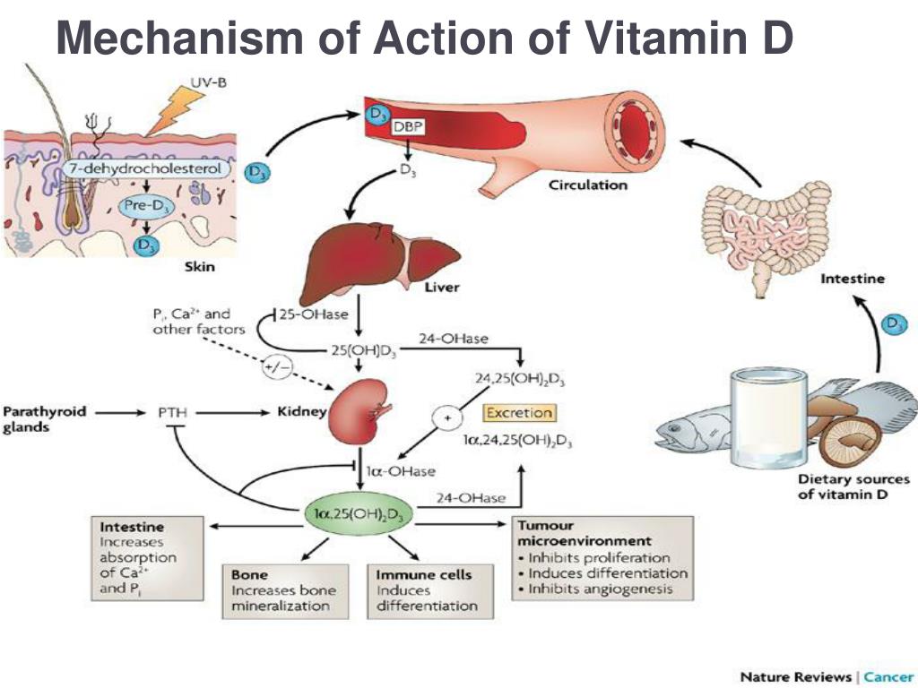 PPT - Vitamin D PowerPoint Presentation, free download - ID:2316845