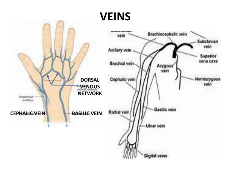 PPT Wrist and Hand PowerPoint Presentation ID2317175