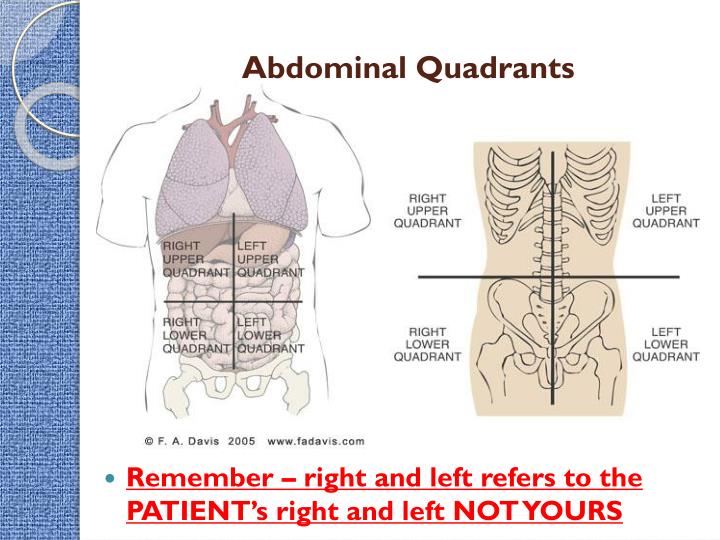 PPT - Intro to the Human Body - Directional Terms, Planes, Quadrants, and Regions PowerPoint ...