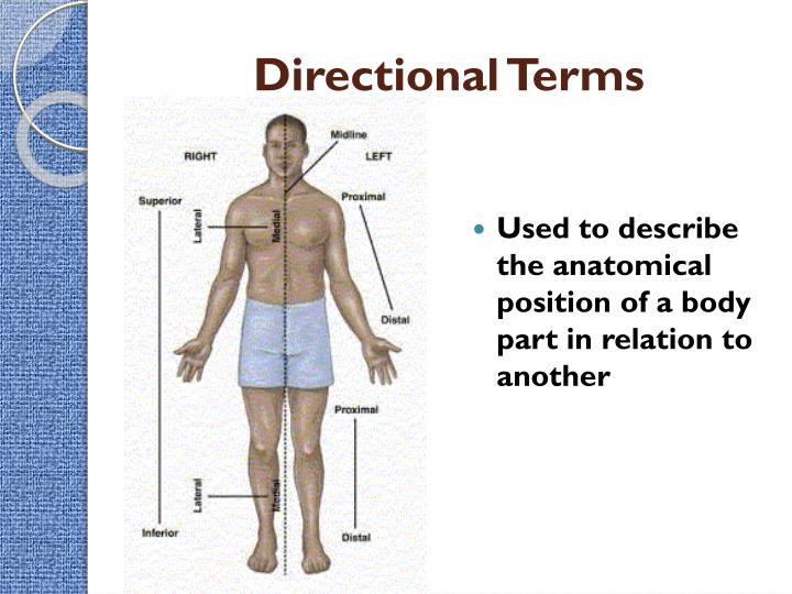 medical terminology unit 2 assignment human body map