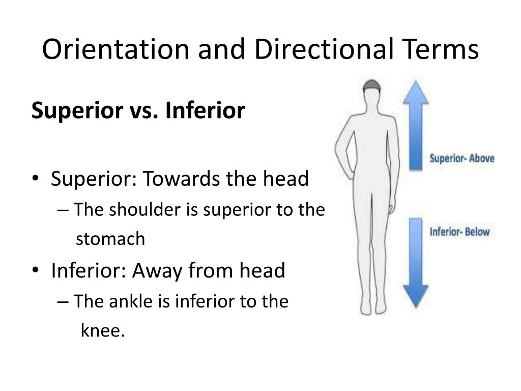 PPT - Necessities for Life and Body R egions PowerPoint Presentation ...