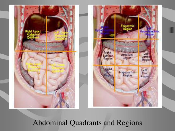 PPT - Body Planes, Directions, and Cavities PowerPoint Presentation ...