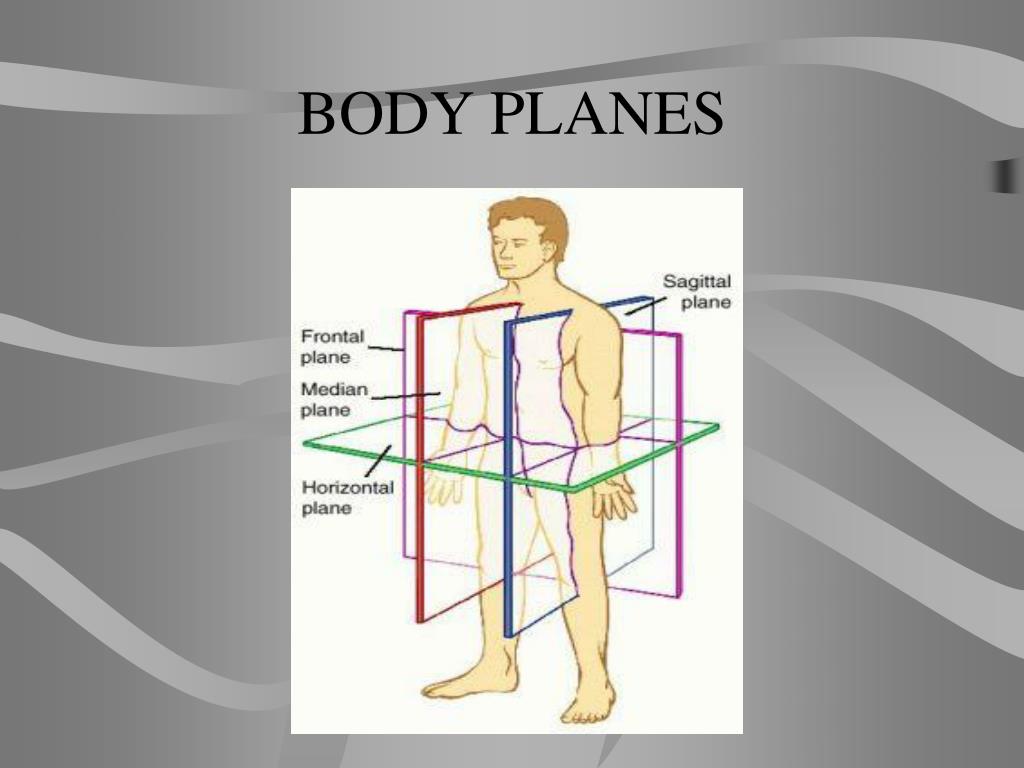 Ppt Body Planes Directions And Cavities Powerpoint Presentation