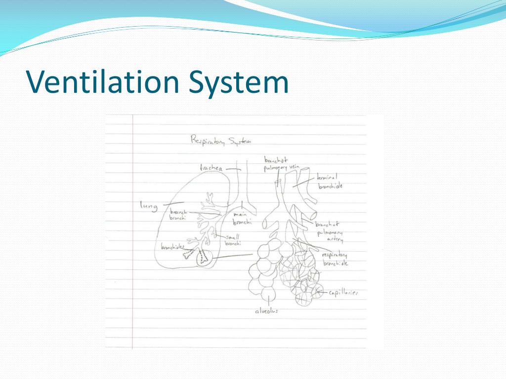 PPT Respiratory System Functions And Alveoli Characteristics 