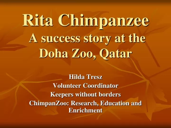 rita chimpanzee a success story at the doha zoo qatar n.
