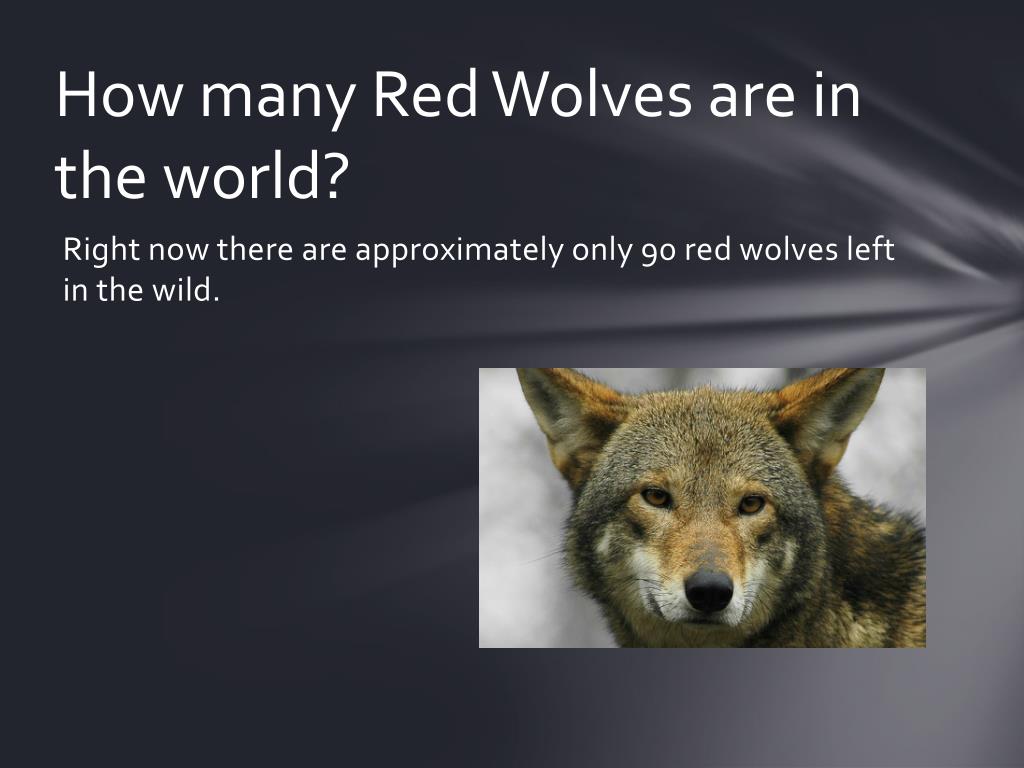 PPT The Red Wolf PowerPoint Presentation, free download ID2319744